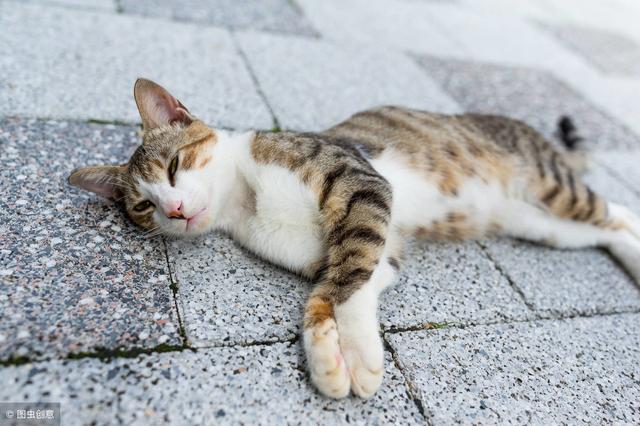 浅谈猫咪最常见的二大疾病（猫常见的20种病及对应治疗护理小方法）(7)