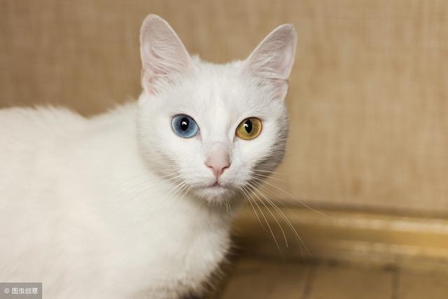 浅谈猫咪最常见的二大疾病（猫常见的20种病及对应治疗护理小方法）(4)