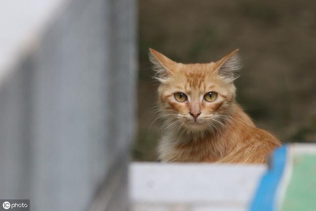 浅谈猫咪最常见的二大疾病（猫常见的20种病及对应治疗护理小方法）(11)