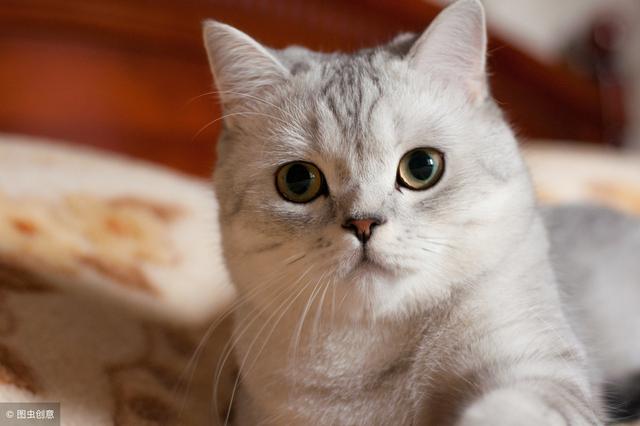 浅谈猫咪最常见的二大疾病（猫常见的20种病及对应治疗护理小方法）(6)