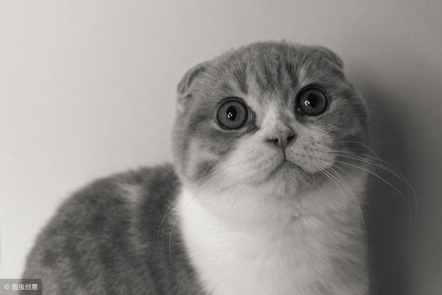 浅谈猫咪最常见的二大疾病（猫常见的20种病及对应治疗护理小方法）(9)