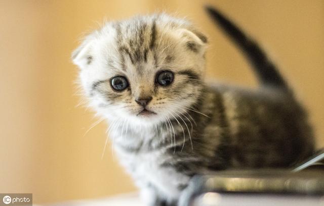 浅谈猫咪最常见的二大疾病（猫常见的20种病及对应治疗护理小方法）(1)