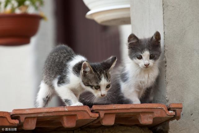 浅谈猫咪最常见的二大疾病（猫常见的20种病及对应治疗护理小方法）(8)