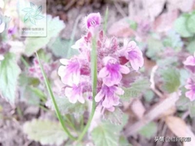 ​今天认识认识白毛夏枯草