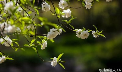 ​趵突泉景区的碧桃花