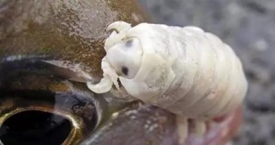 ​令鱼痛苦不堪的寄生生物，缩头鱼虱甚至会替代鱼的器官！