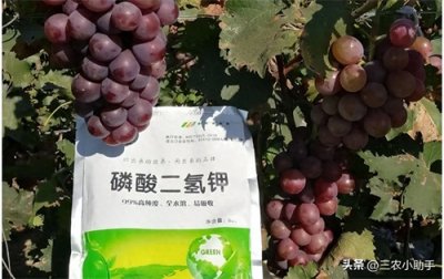 ​磷酸二氢钾控旺的妙用