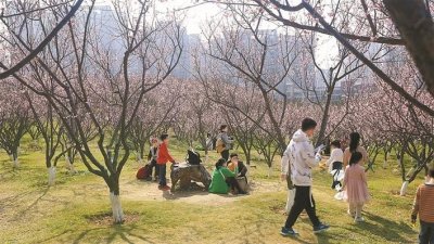 ​深圳梅花怒放