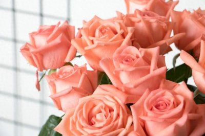 ​影星玫瑰，生而不凡  #唤醒好春光#