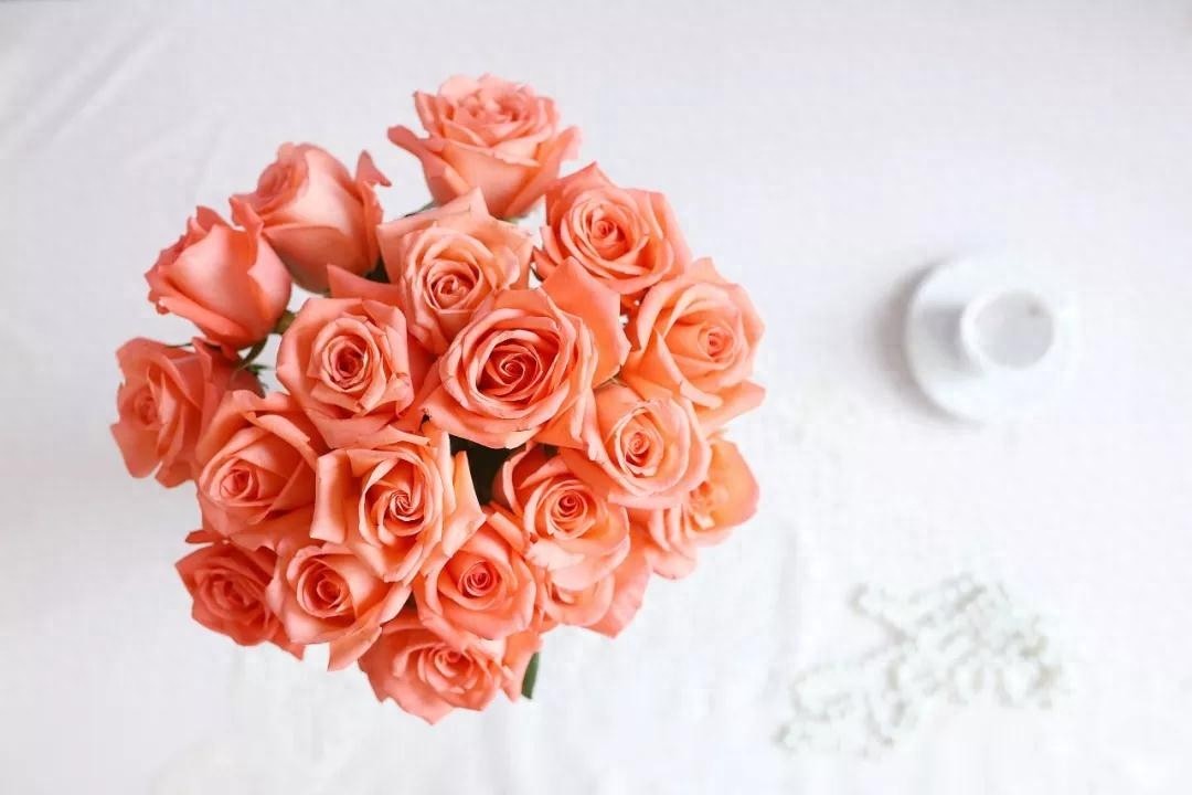 影星玫瑰，生而不凡  #唤醒好春光#