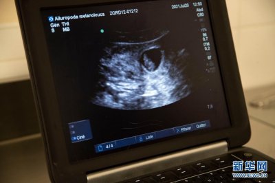 ​中国旅法大熊猫“欢欢”再次怀孕