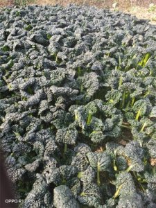 ​湖北随州特色青菜:泡泡青