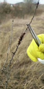 ​草爬子进入活跃期，到野外千万要当心！