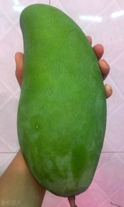 ​攀枝花金煌芒果简介