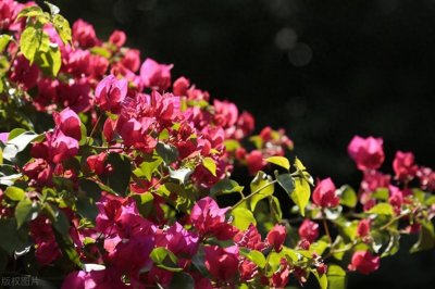 ​三角梅的养法