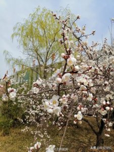 ​保定平安技工学校，成立于一九九六年