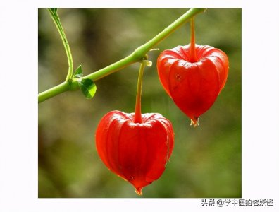​中药里的“锦灯笼”