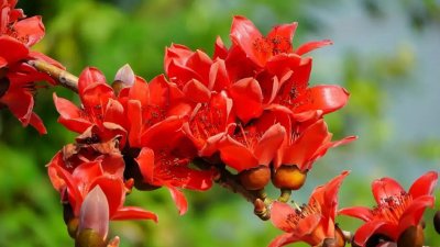 ​广州市花红棉的来历