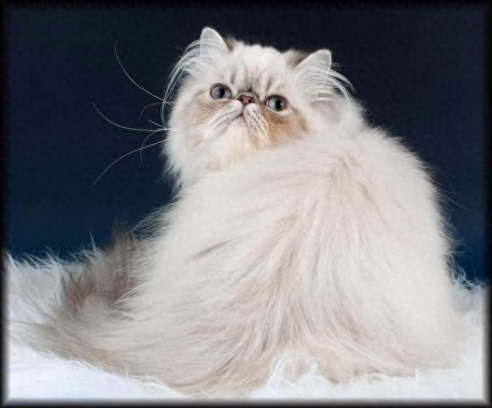 喜马拉雅种猫，天生的贵族猫，也是当下最受欢迎的一种猫