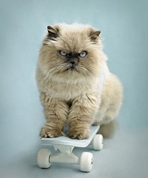 喜马拉雅种猫，天生的贵族猫，也是当下最受欢迎的一种猫