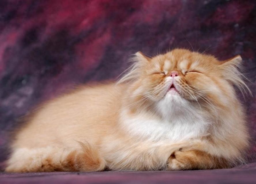 喜马拉雅种猫，天生的贵族猫，也是当下最受欢迎的一种猫