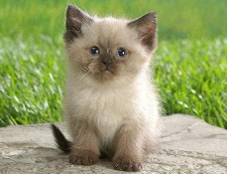 喜马拉雅种猫，天生的贵族猫，也是当下最受欢迎的一种猫