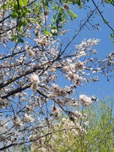 ​四季有哪些特点