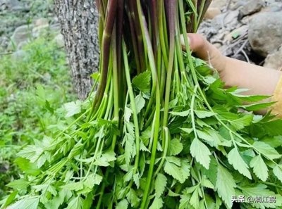 ​上山打野“芹”有独钟，毒芹例外，牢记“4个差别”精准识别