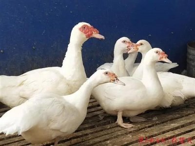 ​我爱故乡的“土豚汤”