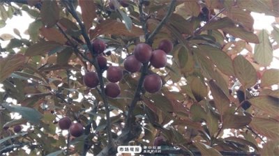 ​城管提醒：红叶李果子不能吃 别摘