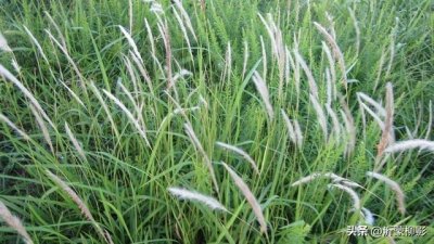 ​生命中的茅草