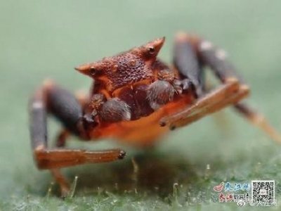​江西发现湘州冠蟹蛛 系亚洲大陆首次发现的冠蟹蛛属新种