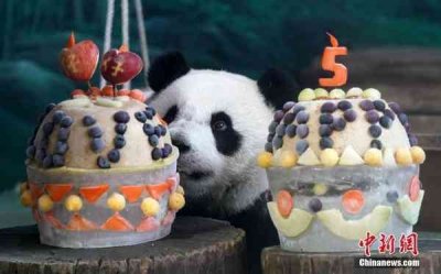 ​熊猫“圆仔”台北庆祝5岁生日 园方办热闹派对