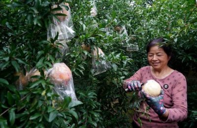 ​陕西临潼：石榴采摘正当时