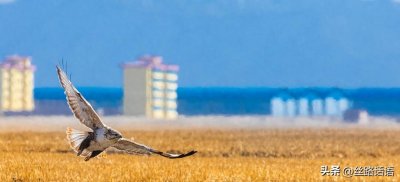 ​“空中猎豹”毛脚鵟在山丹马场飞翔觅食
