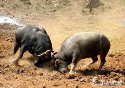 ​两头牛打架，路边的车遭了秧
