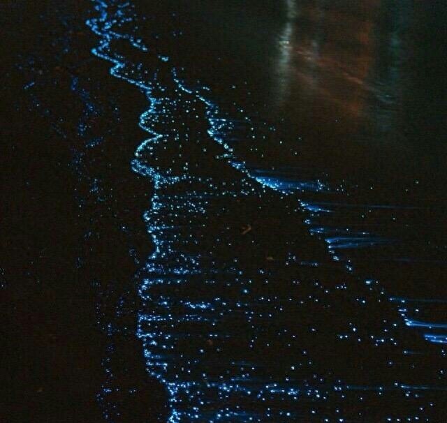 会发光的海滩  神奇！