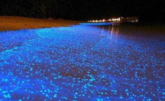 会发光的海滩  神奇！