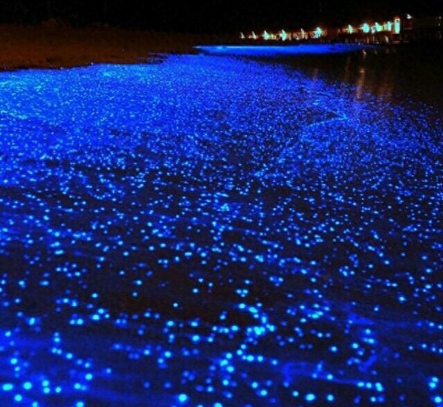 会发光的海滩  神奇！