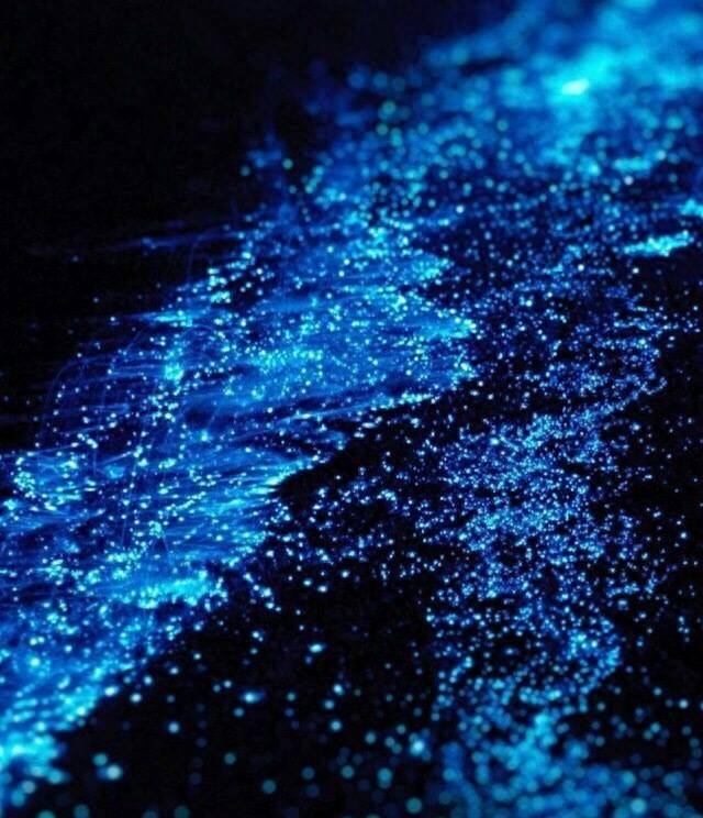 会发光的海滩  神奇！