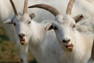 ​怎样快速发酵羊粪，才能使羊粪发挥出最高效率