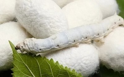 ​农村这个新型养殖，投资小，收入高，适合夫妻两人干！