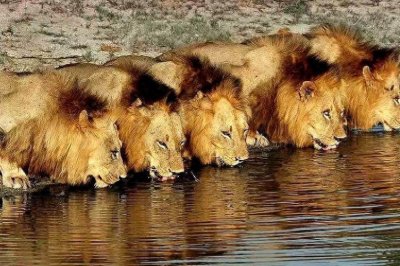 ​坏男孩联盟其实是一个极其失败的联盟，保护区的老板才是幕后赢家