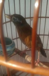 ​对画眉鸟生鸟的7点养法和建议！