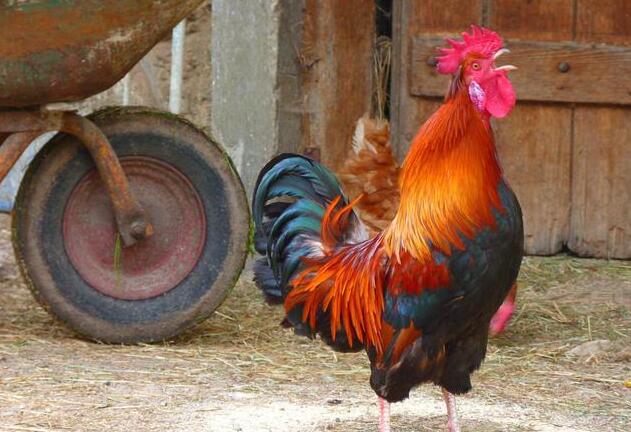 公鸡为什么打鸣（公鸡打鸣的原因是什么）(1)_