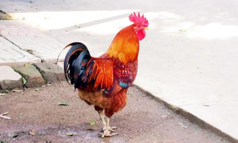 公鸡为什么打鸣（公鸡打鸣的原因是什么）(2)_