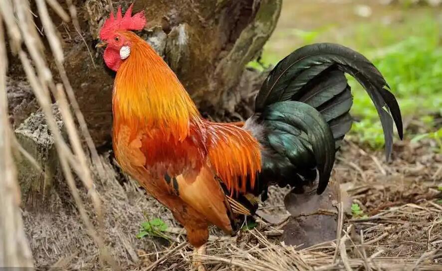 公鸡为什么打鸣（公鸡打鸣的原因是什么）(3)_