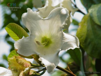 ​中药材炮弹果