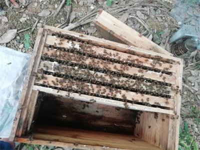 ​新蜂王跟老蜂王的区别在这，难怪蜂王老了，蜜蜂难以发展