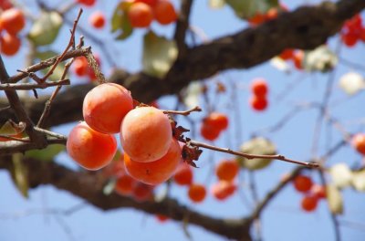 ​柿子的营养价值及功效与作用 柿子吃对了，一身都是宝，但吃错要出事！